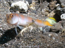 Flag Tail Shrimp-Goby Tulamben Bali by Debra Cahill 